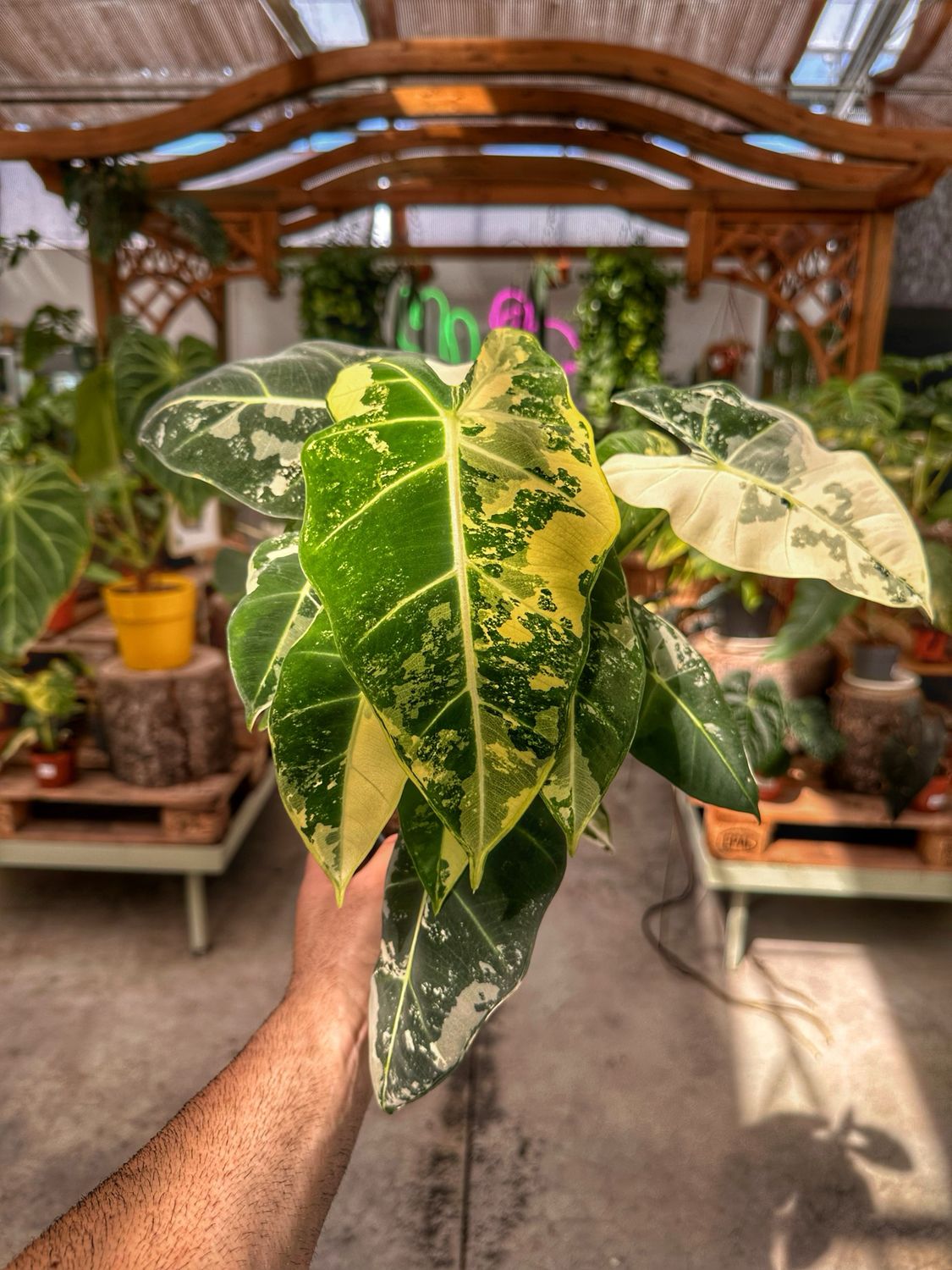 Alocasia frydek extra White XL vaso cm 14