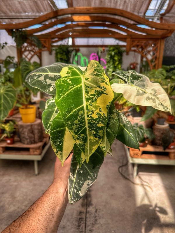 Alocasia frydek extra White XL vaso cm 14