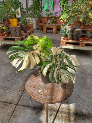 Monstera albovariegata super white vaso cm 17
