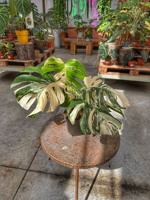 Monstera albovariegata super white vaso cm 17