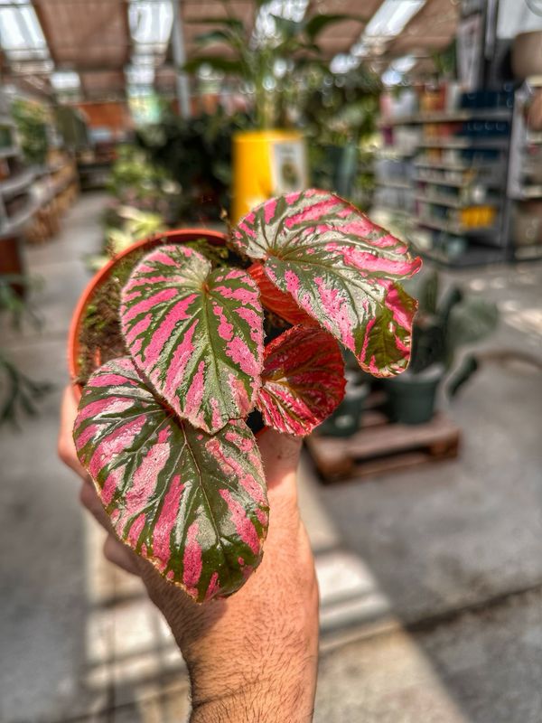 Begonia brevirimosa vaso cm 10,5