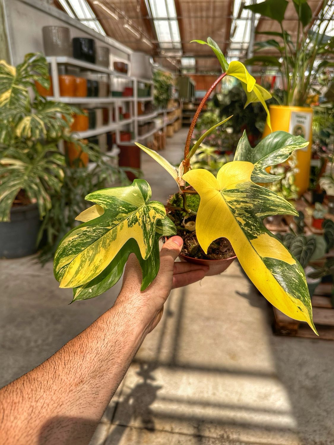 Philodendron Florida beauty vaso cm 14