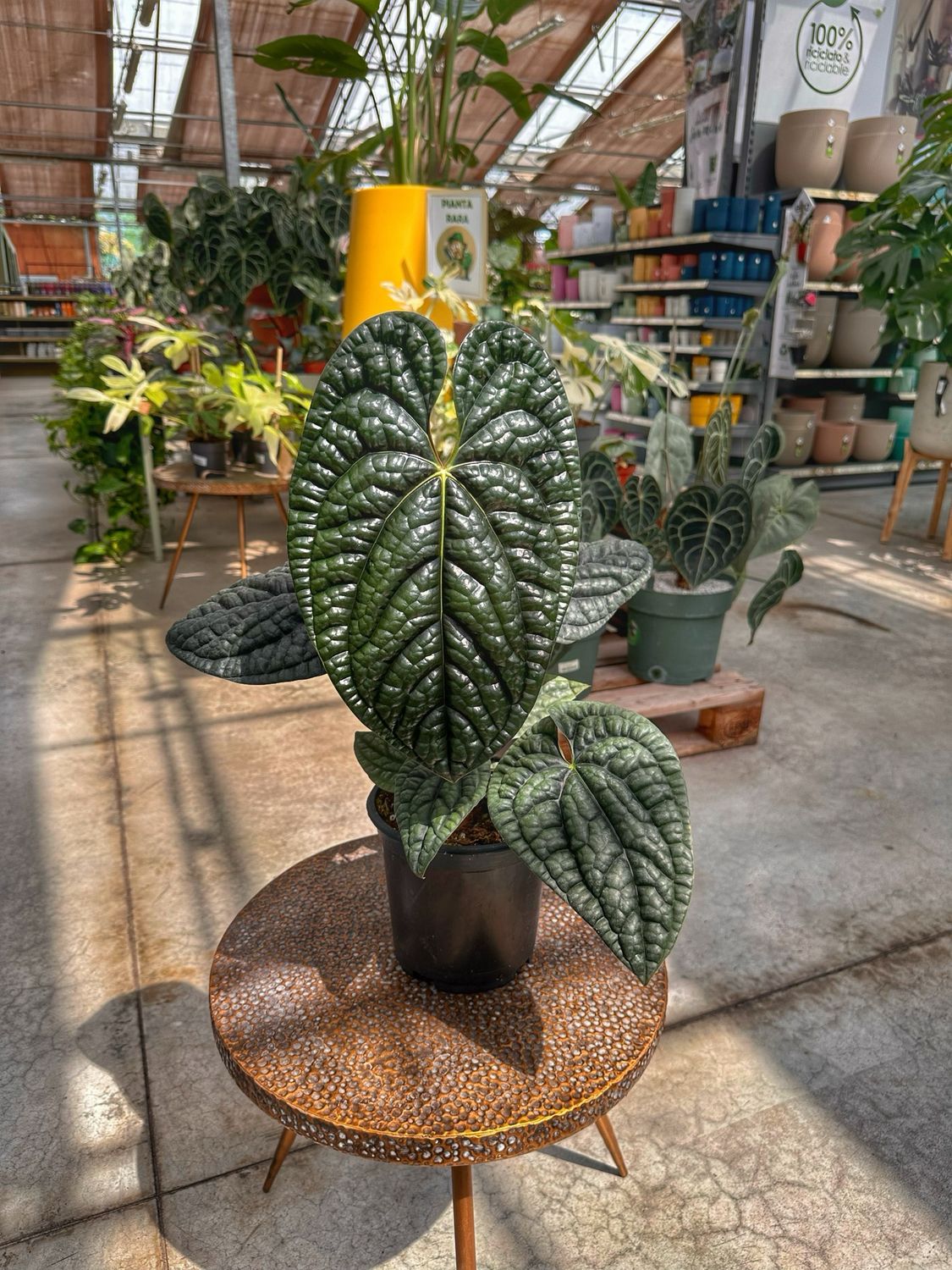 Anthurium luxurians XL vaso cm 19