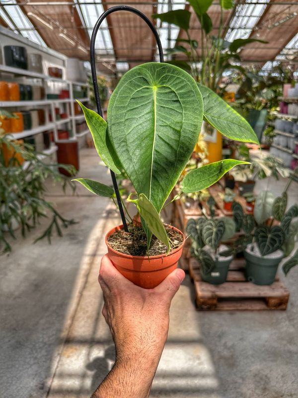 Anthurium peltigerum vaso cm 12