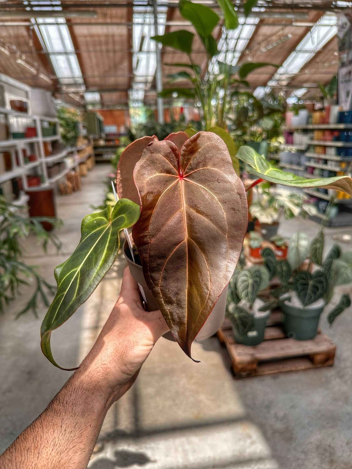Anthurium docblock Dark handsome x red velvet cake vaso cm 13