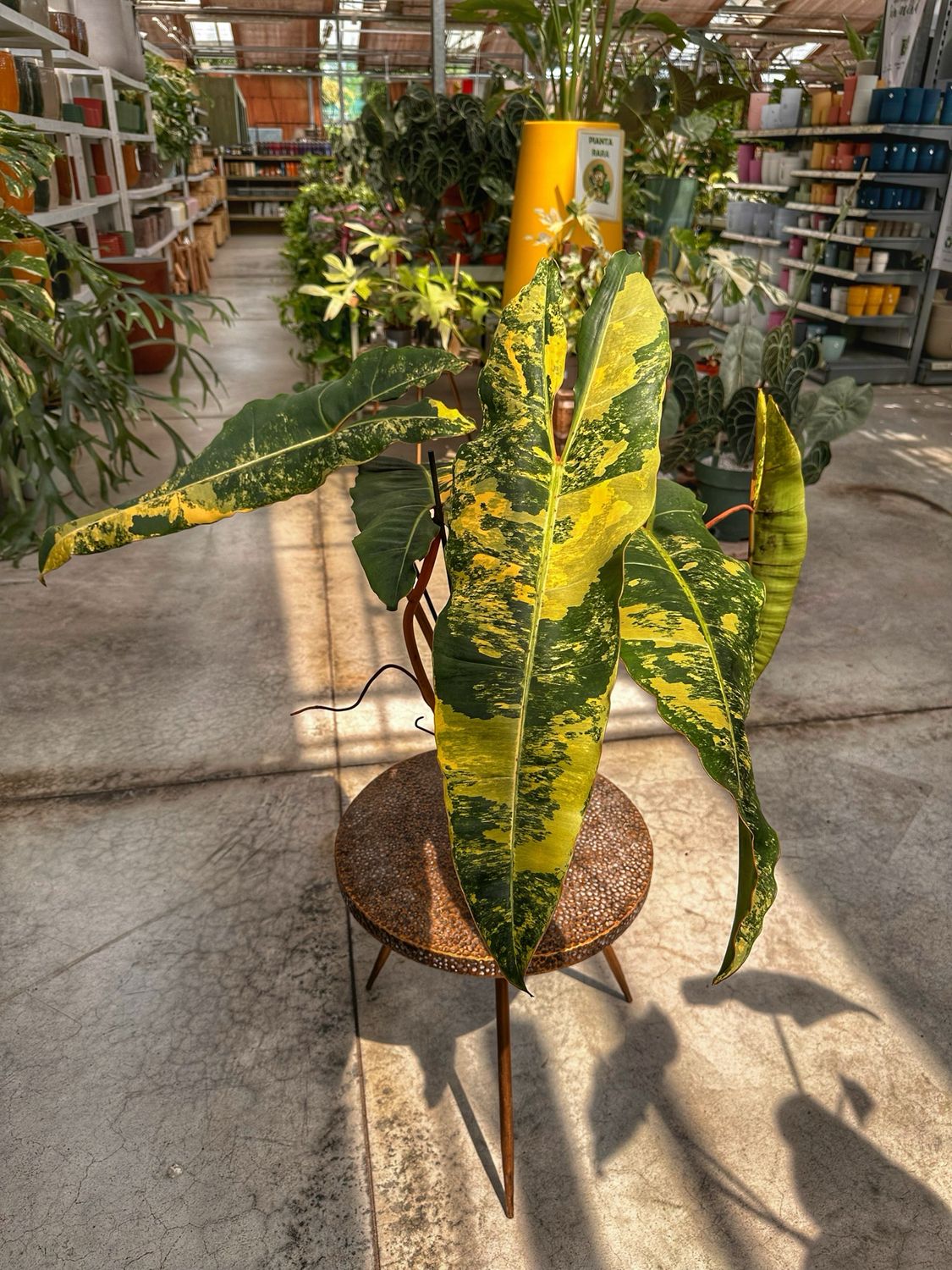 Philodendron billietiae variegata XXL vaso cm 17