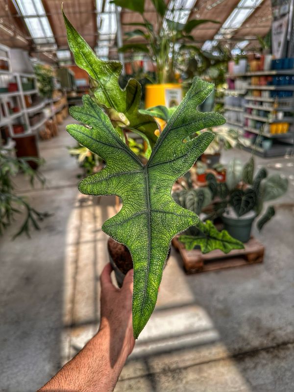 Alocasia Jacklyn vaso cm 14
