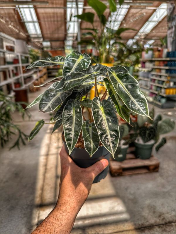 Alocasia bambino vaso cm 14