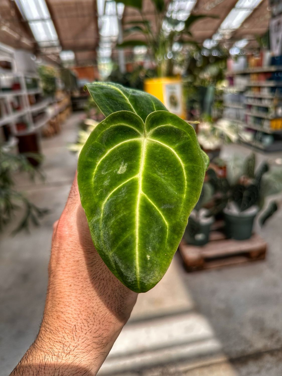 Anthurium regale vaso cm 6