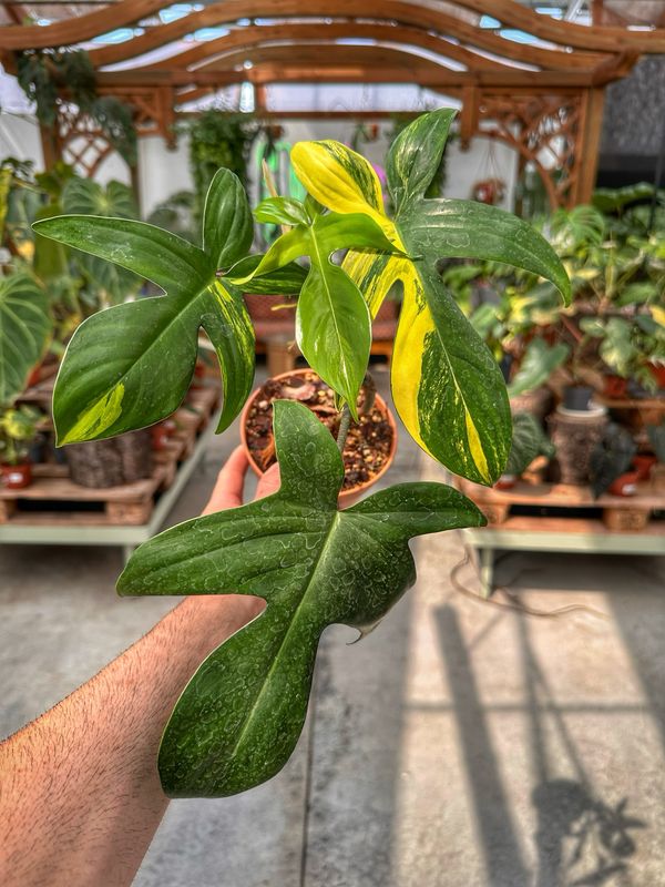 Philodendron Florida beauty vaso cm 14