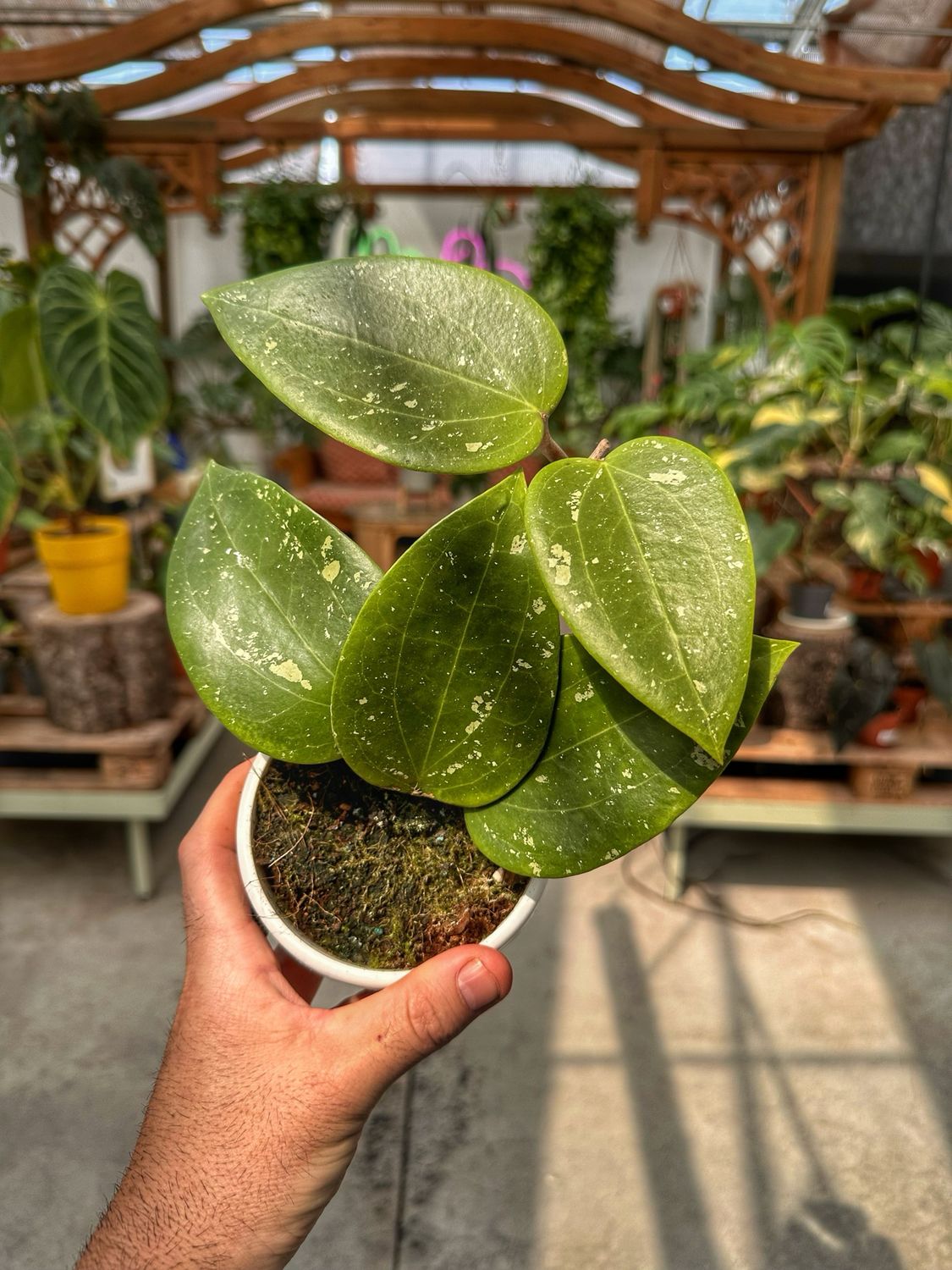 HoyA glabra padang vaso cm 10
