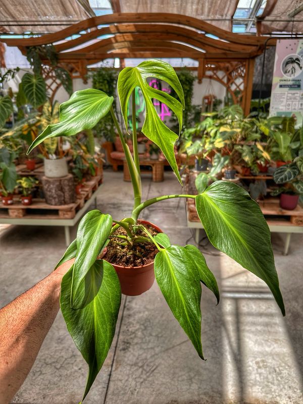 Monstera burle Marx flame M vaso cm 15