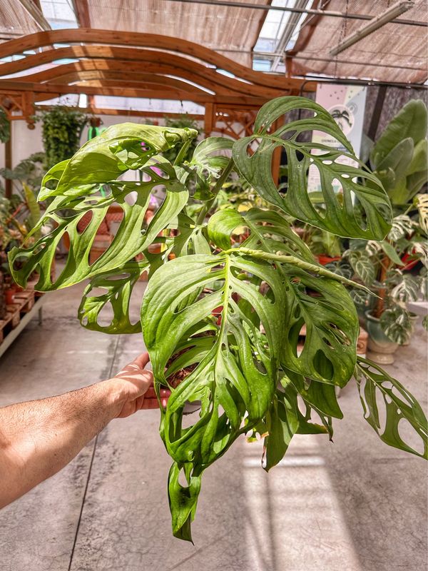 Monstera esqueleto giant leaf vaso cm 17