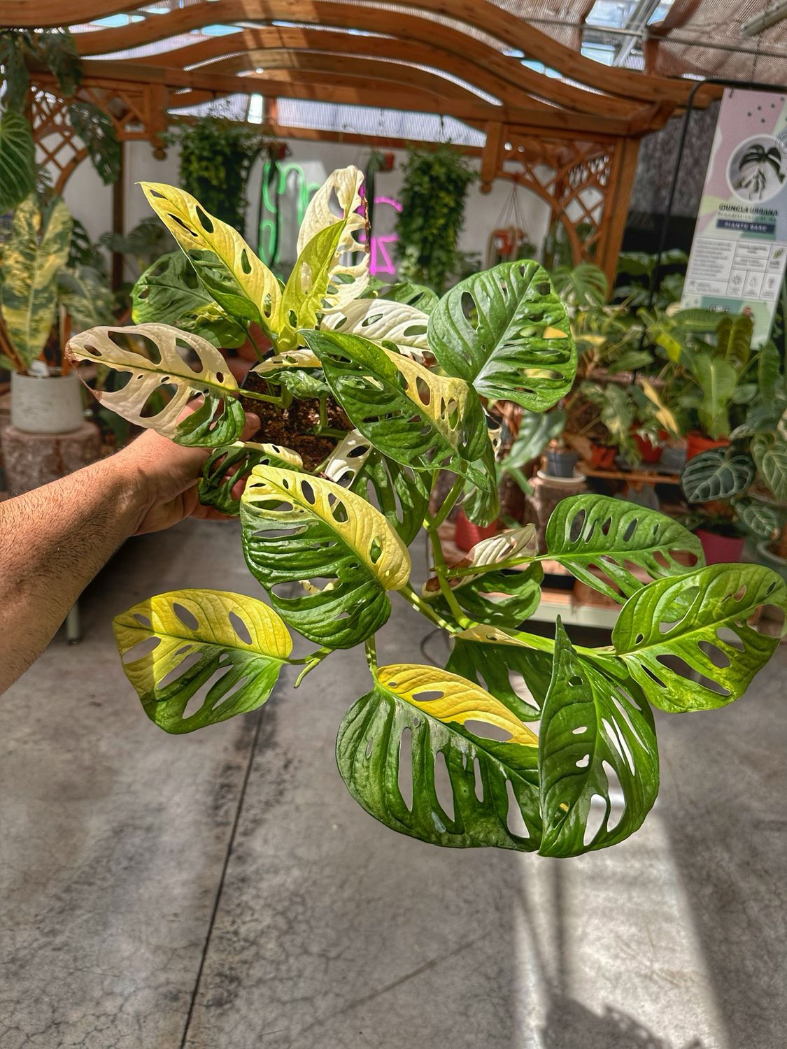 Monstera adansonii japanese tricolour vaso cm 14