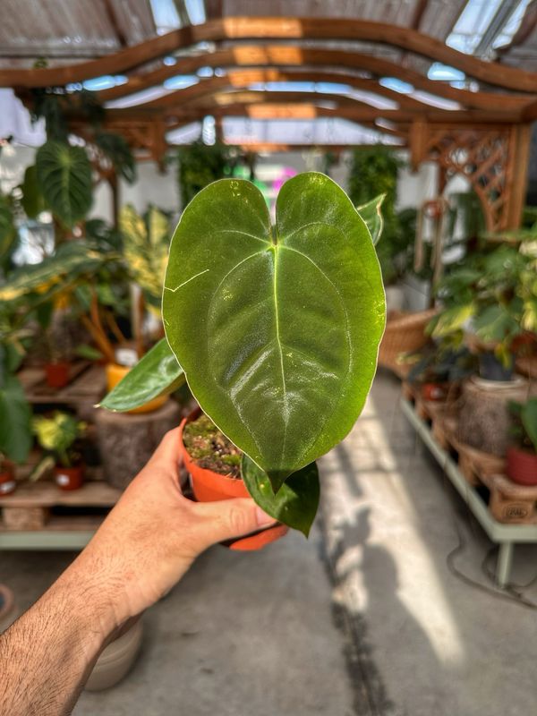 Anthurium papillaminum vaso cm 9