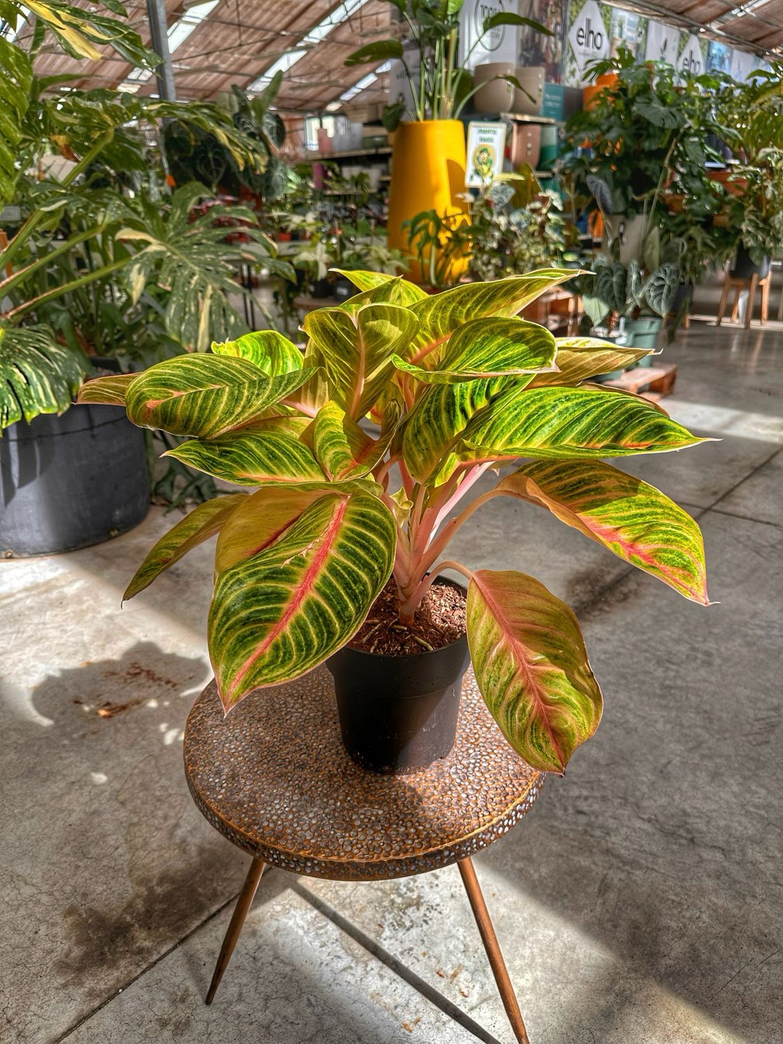 Aglaonema rosa parakeet vaso cm 19