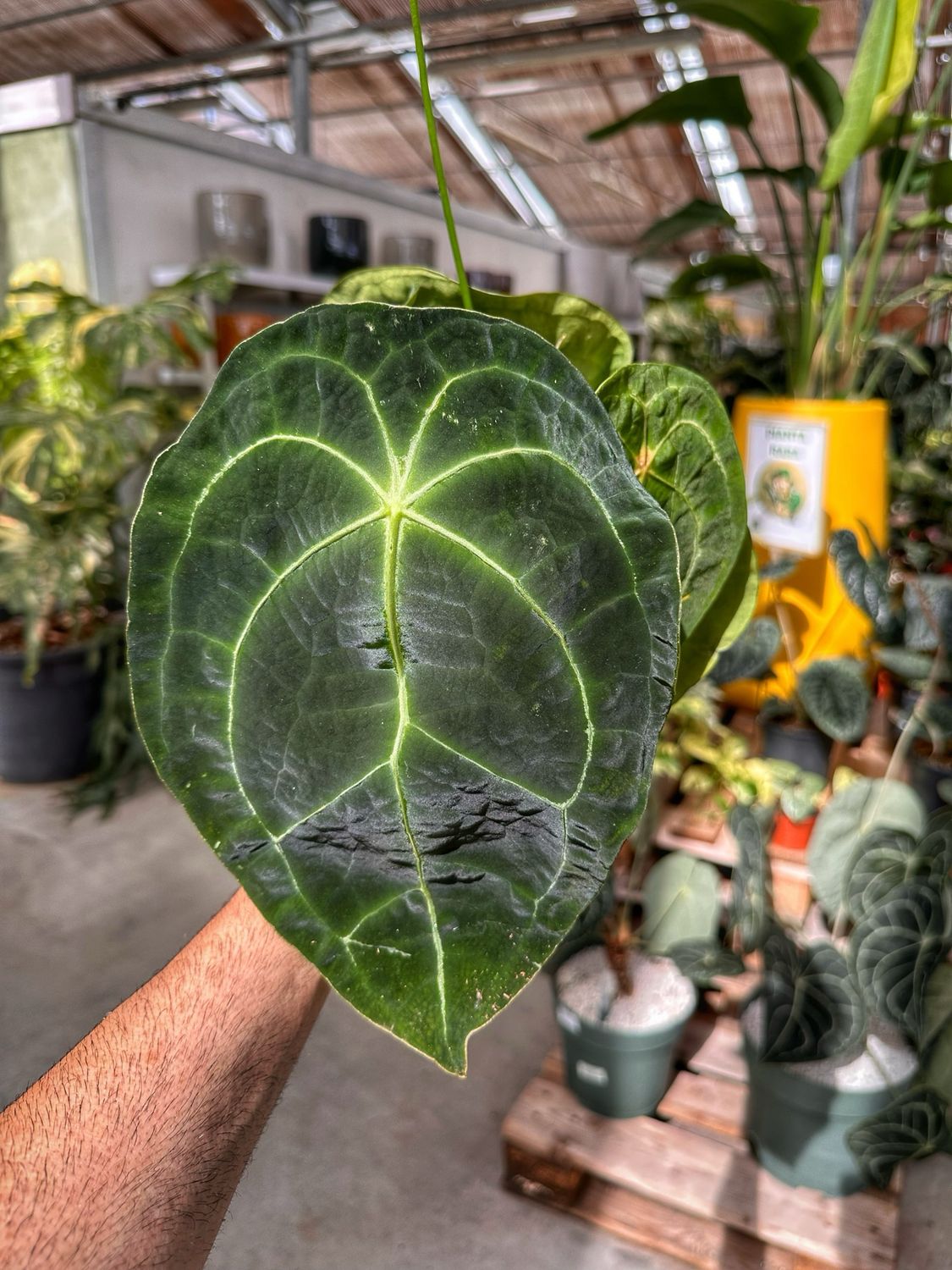 Anthurium forgetii vaso cm 12