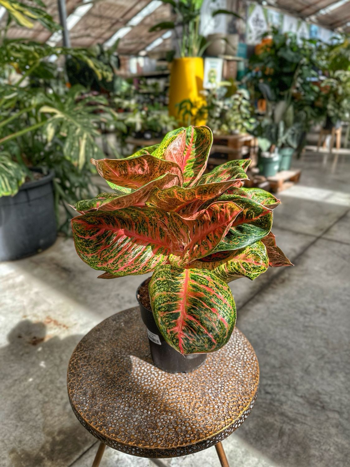 Aglaonema red balloon vaso cm 19