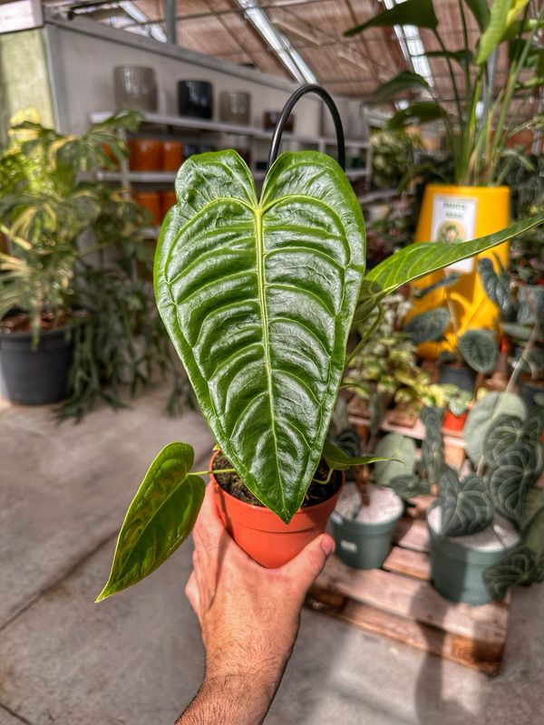 Anthurium veitchii vaso cm 12