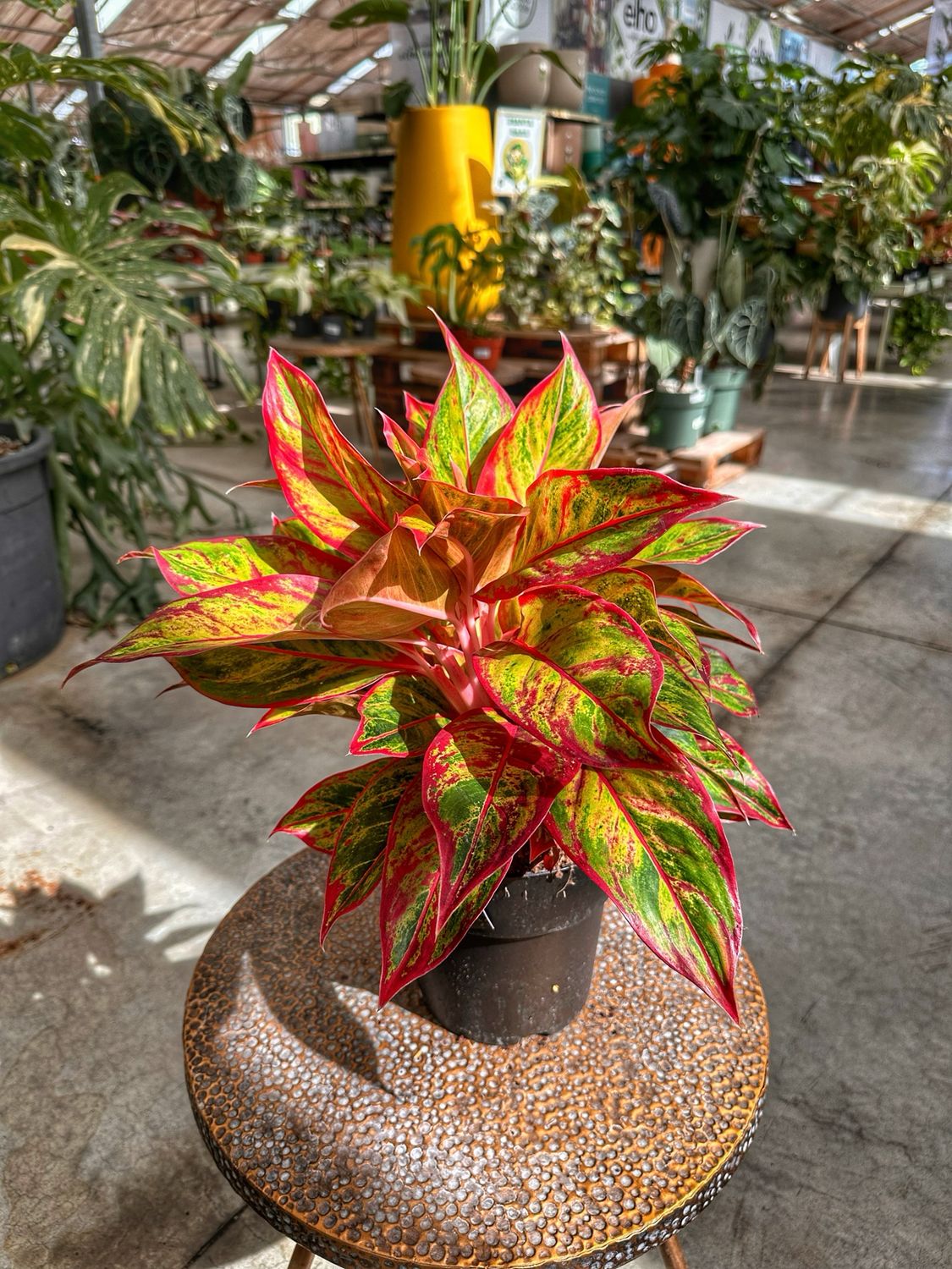 Aglaonema jungle lava vaso cm 19