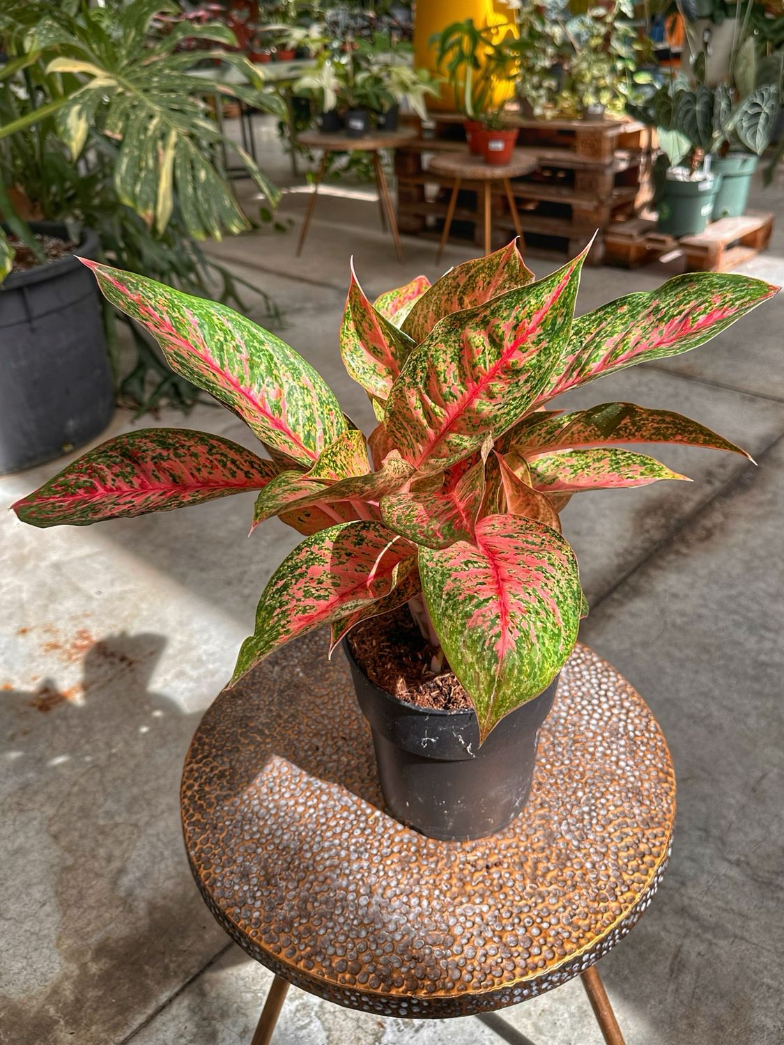 Aglaonema tango pink vaso cm 19