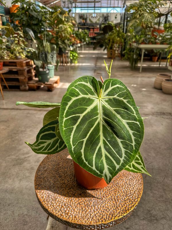 Anthurium silver blush XL
