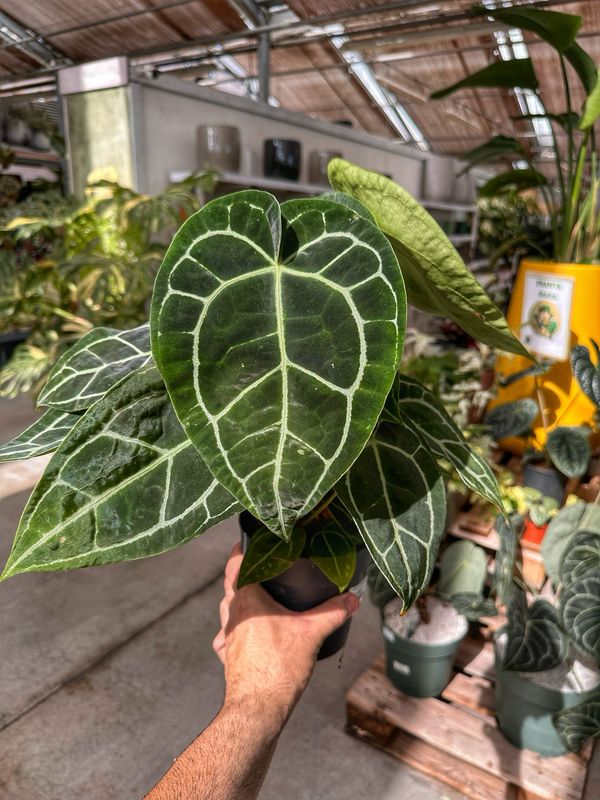 Anthurium Crystallinum vaso cm 14