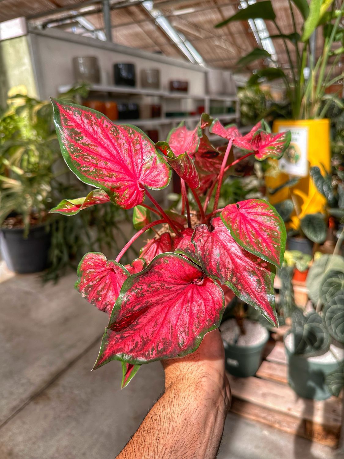 Caladium roze vaso cm 12