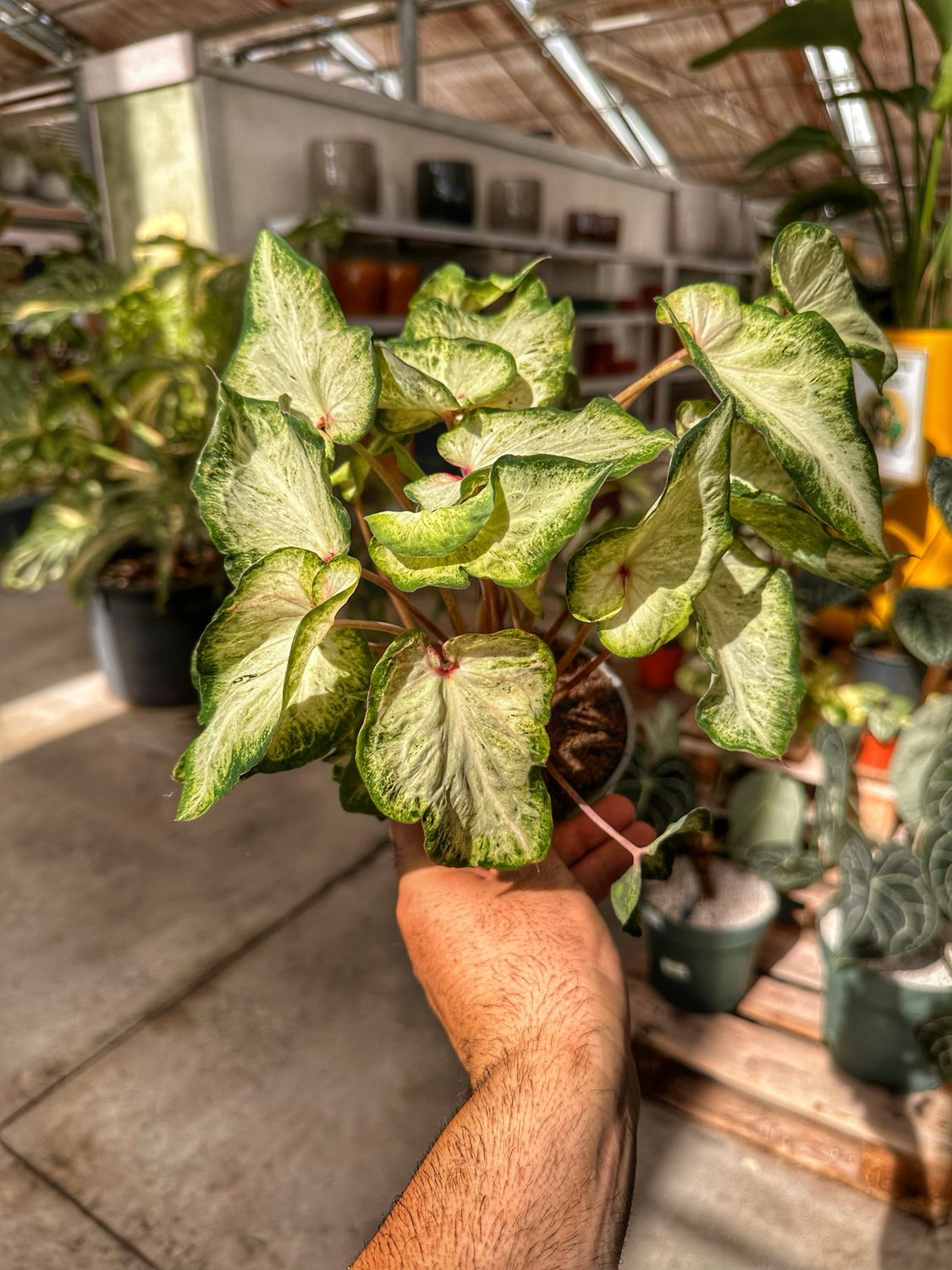 Caladium bianco vaso cm 12
