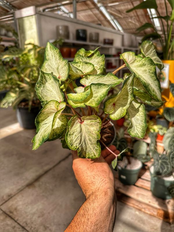 Caladium bianco vaso cm 12