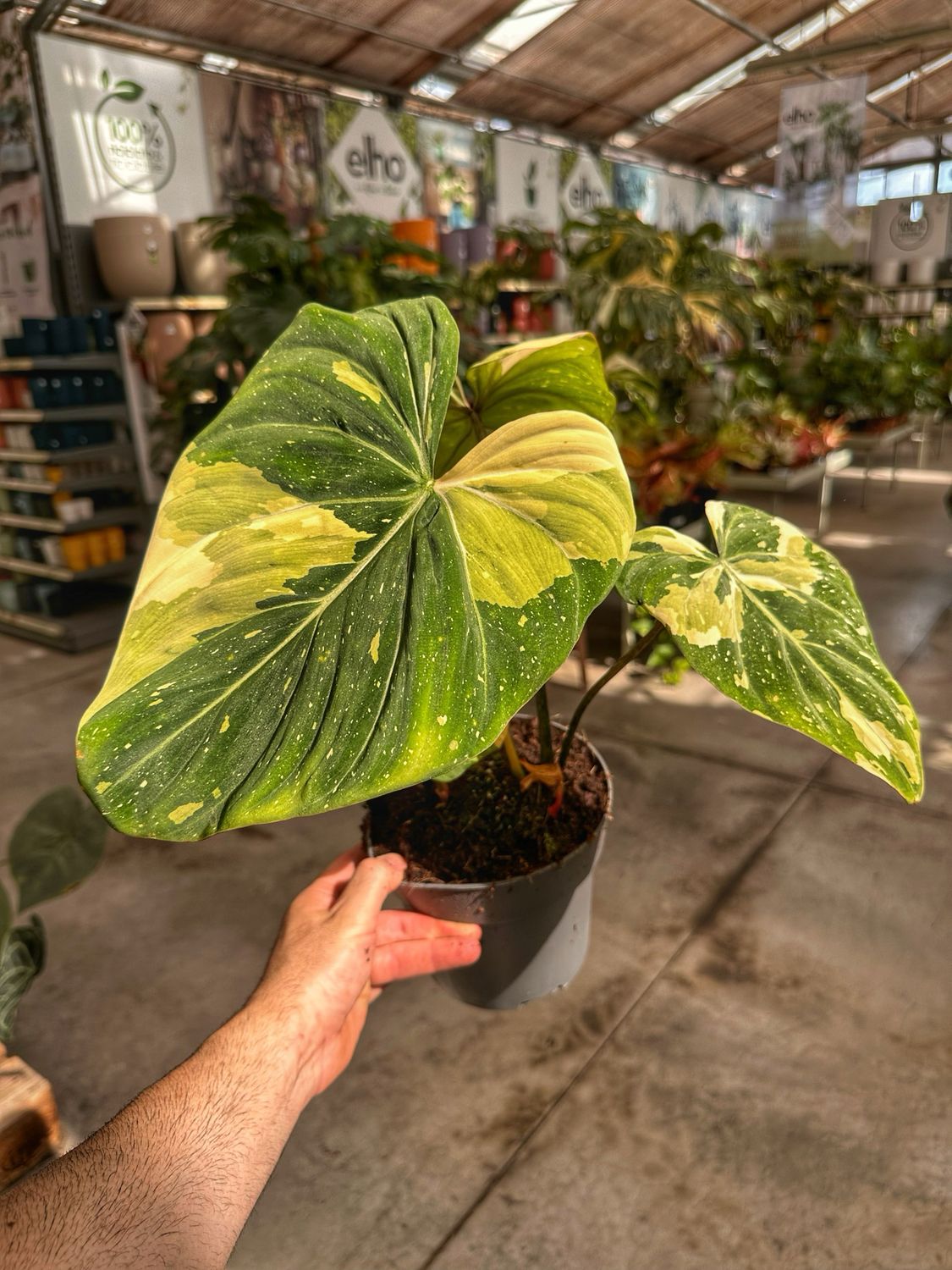 Philodendron gloriosum tricolor variegata vaso cm 17