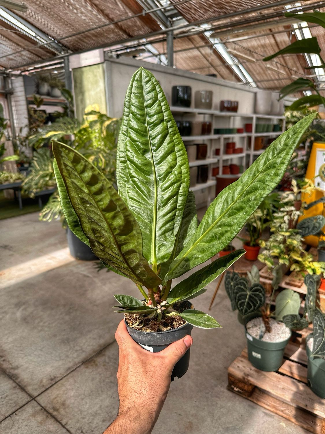 Anthurium superbum vaso cm 14
