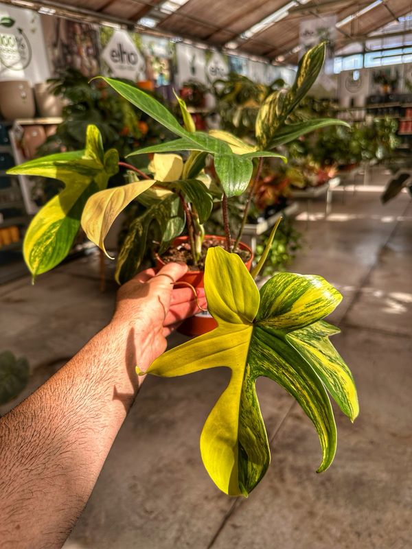 Philodendron Florida beauty vaso cm 14