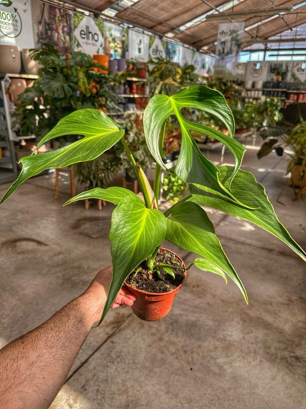 Monstera burle Marx flame L vaso cm 15
