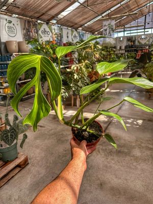 Monstera burle Marx flame L vaso cm 15