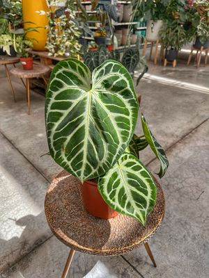 Anthurium silver blush XL