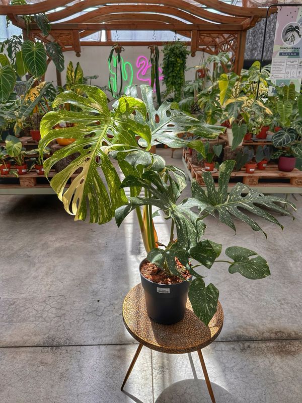 Monstera thai constellation qualità extra vaso cm 23 numero 3