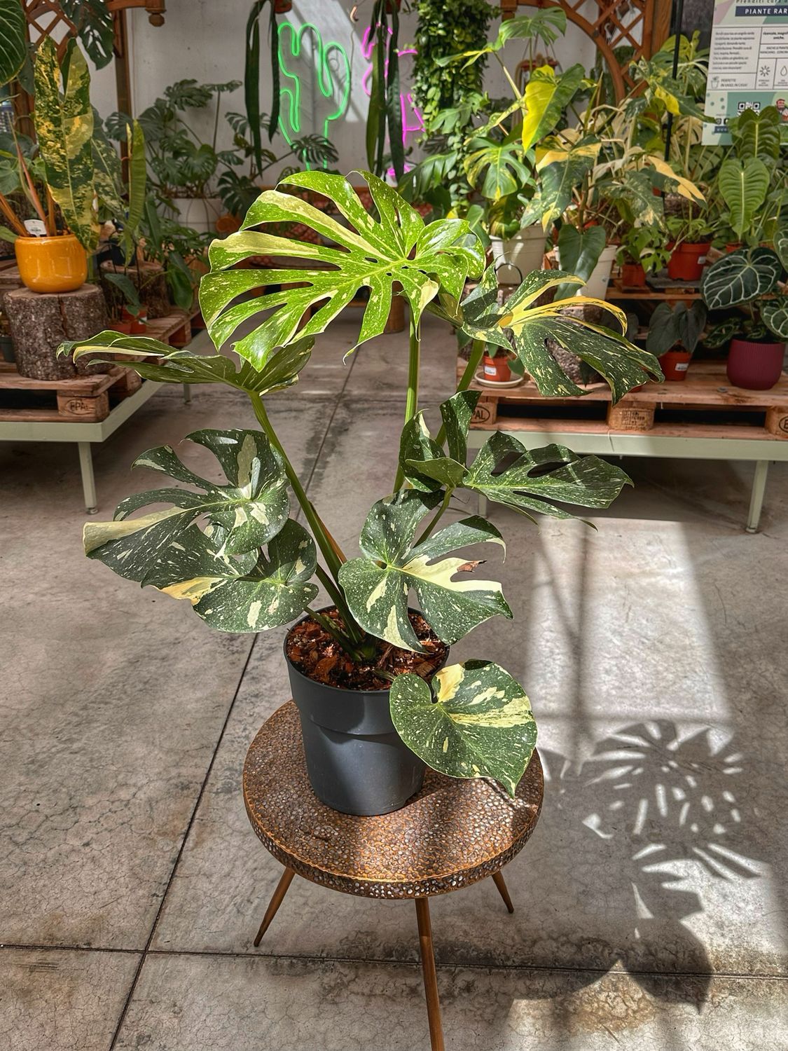 Monstera thai constellation qualità extra vaso cm 23 numero 4