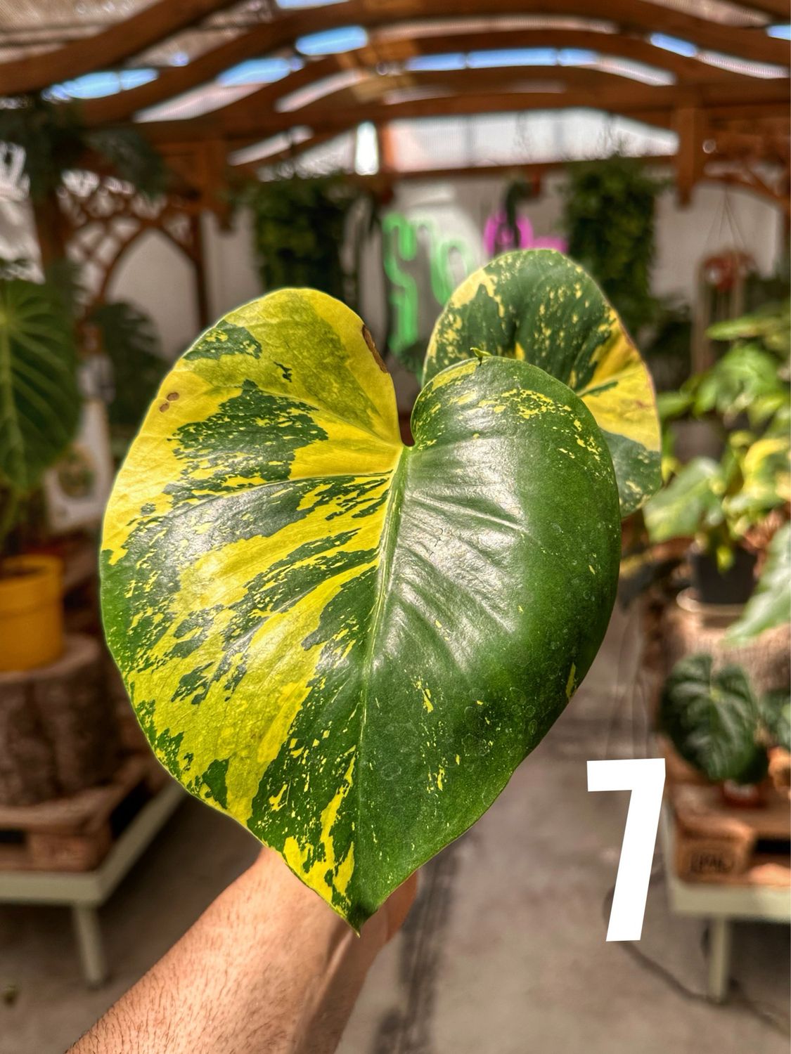 Monstera super aurea new cultivar vaso cm 12