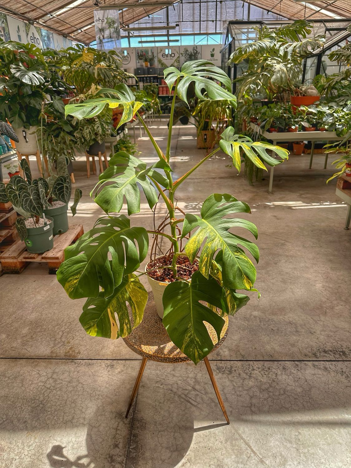 Monstera aureovariegata vaso cm 17 extra variegata numero 1