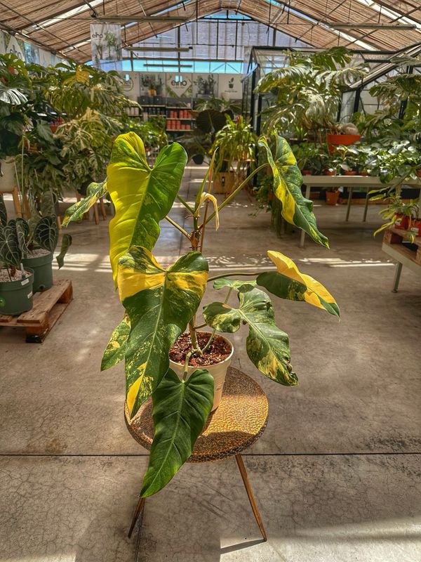 Philodendron domesticum variegata vaso cm 14 extra variegato