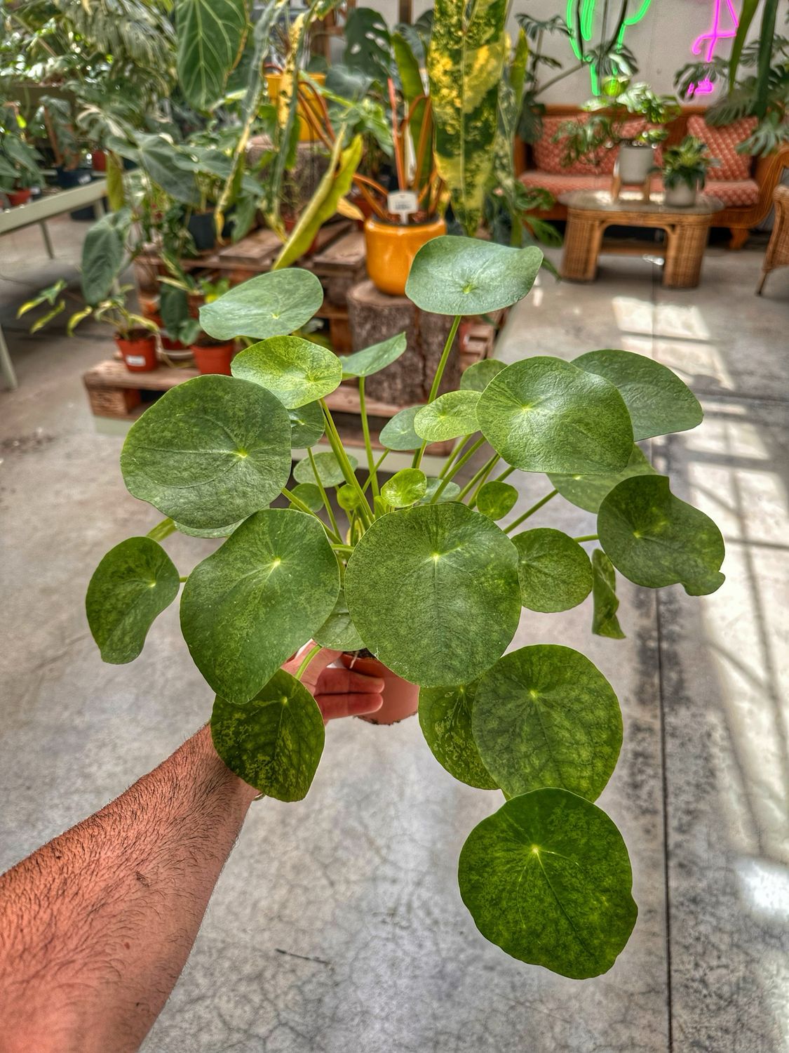 Pilea mojito vaso cm 13
