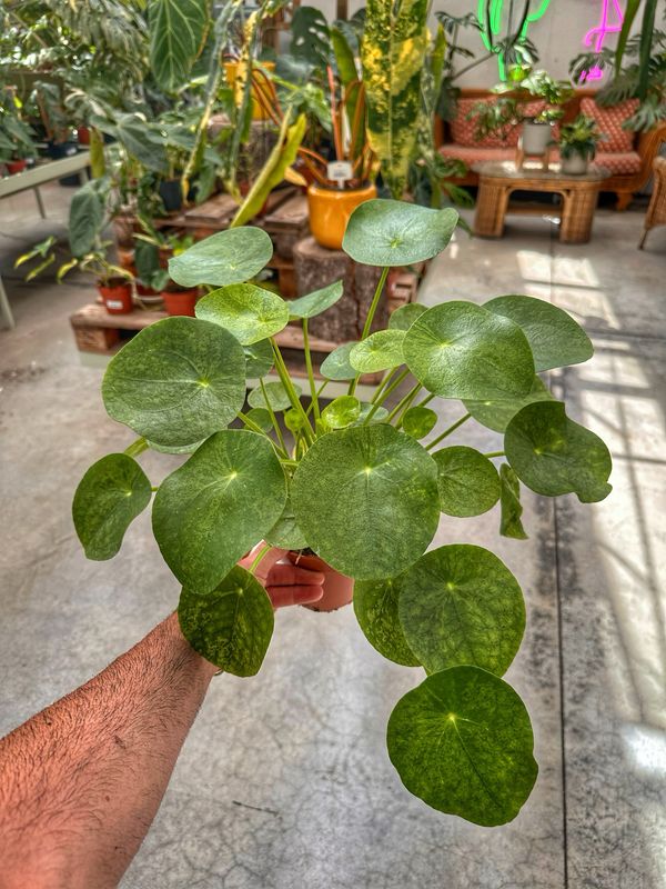 Pilea mojito vaso cm 13