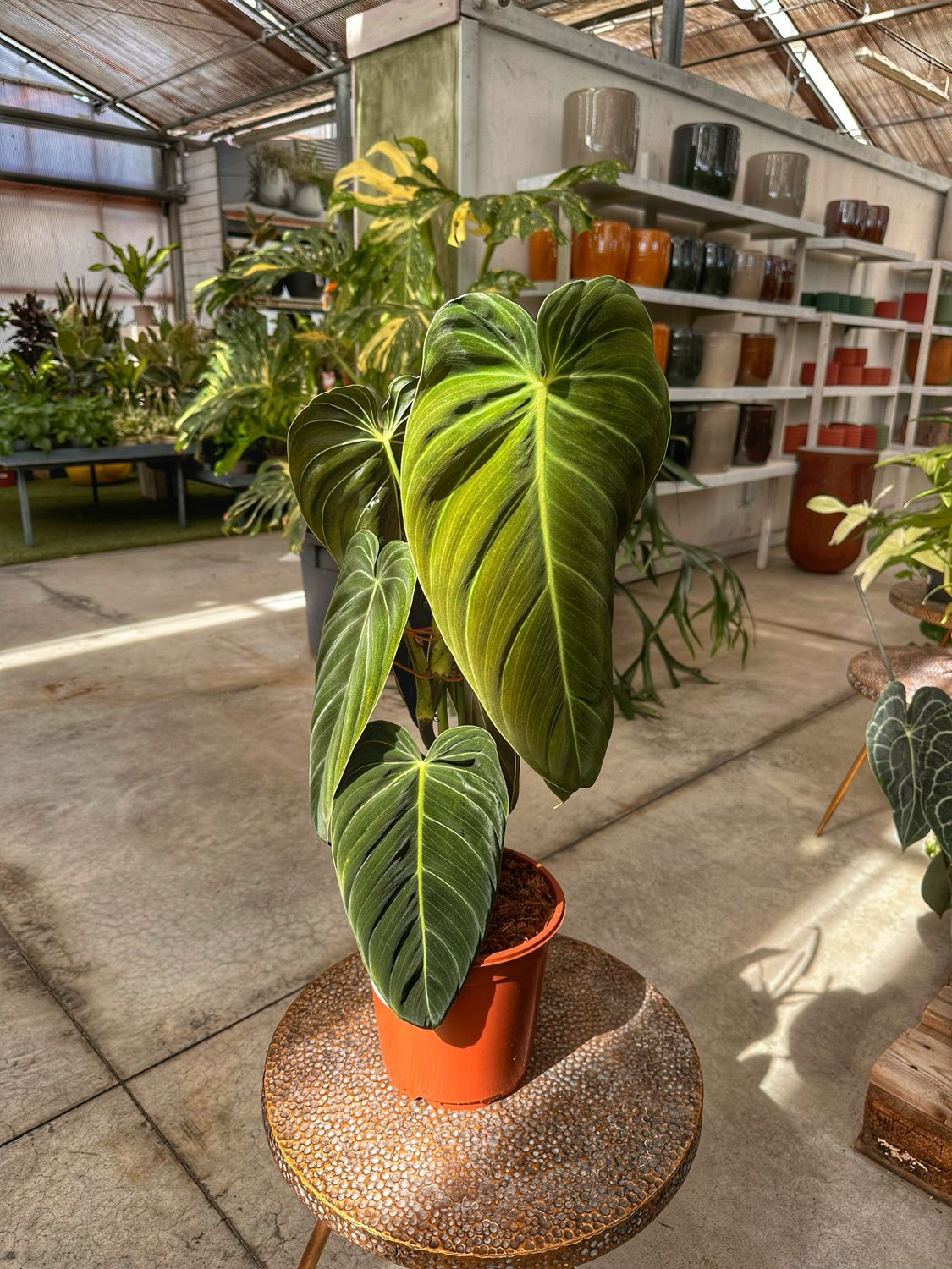 Philodendron melanochrysum XXL vaso cm 21