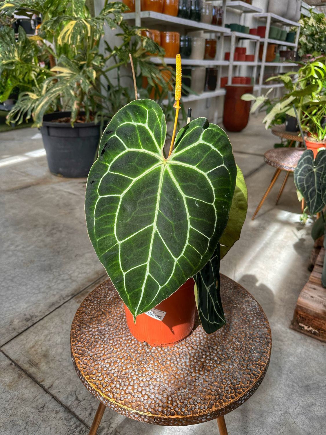 Anthurium crystallinum vaso cm 21