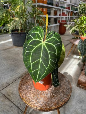 Anthurium crystallinum vaso cm 21
