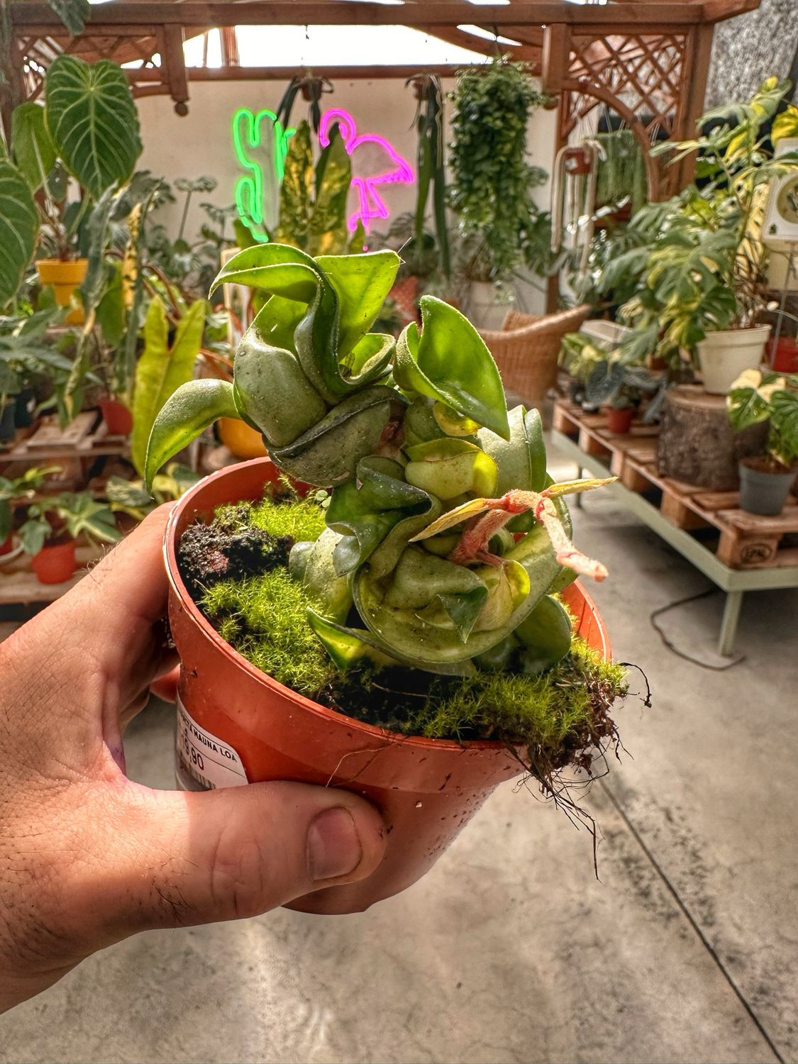 Hoya compacta mauna loa vaso cm 10,5
