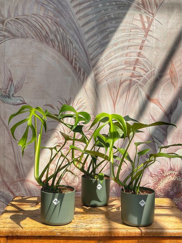 Monstera burle Marx flame L vaso cm 15