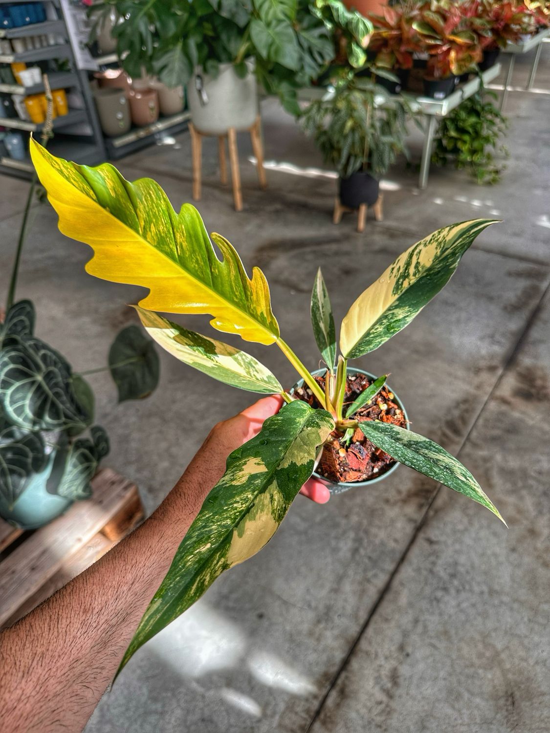 Philodendron caramel marble vaso cm 11