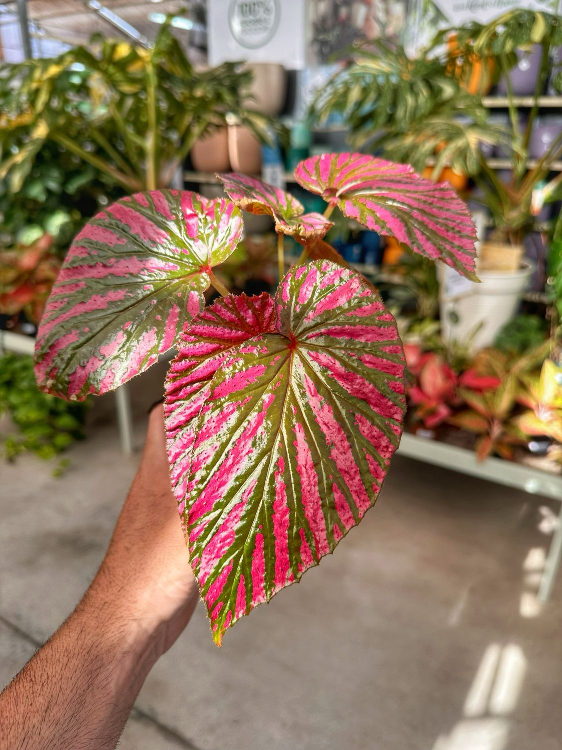 Begonia brevirimosa vaso cm 10,5